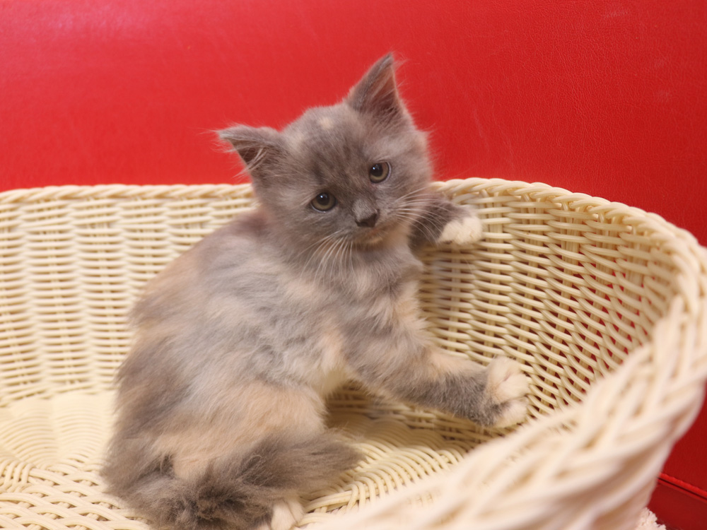 スコティッシュフォールドの子猫画像