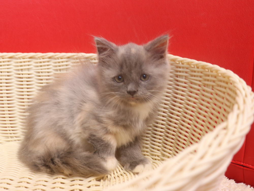 スコティッシュフォールドの子猫画像