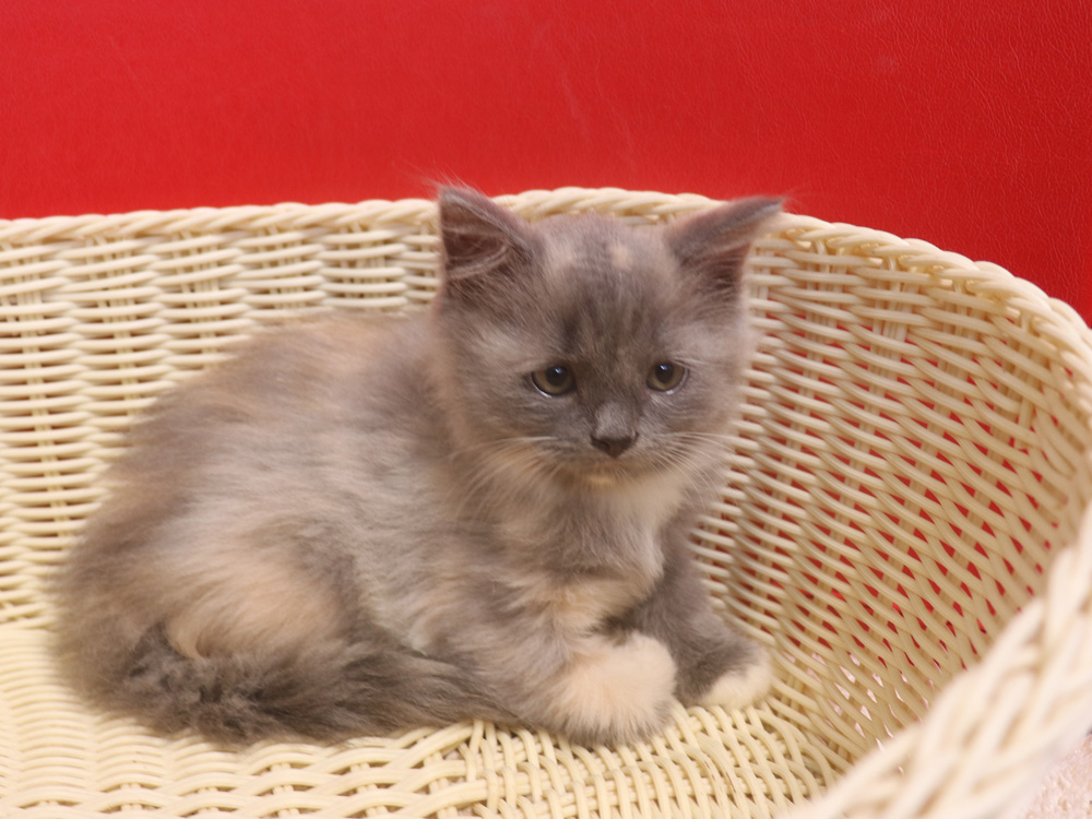スコティッシュフォールドの子猫画像