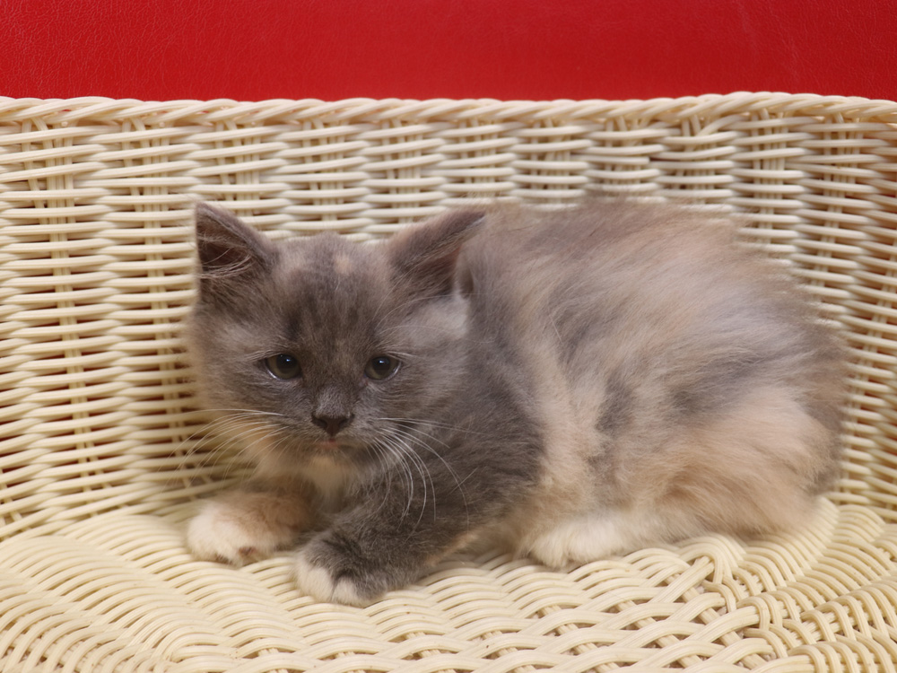 スコティッシュフォールドの子猫画像