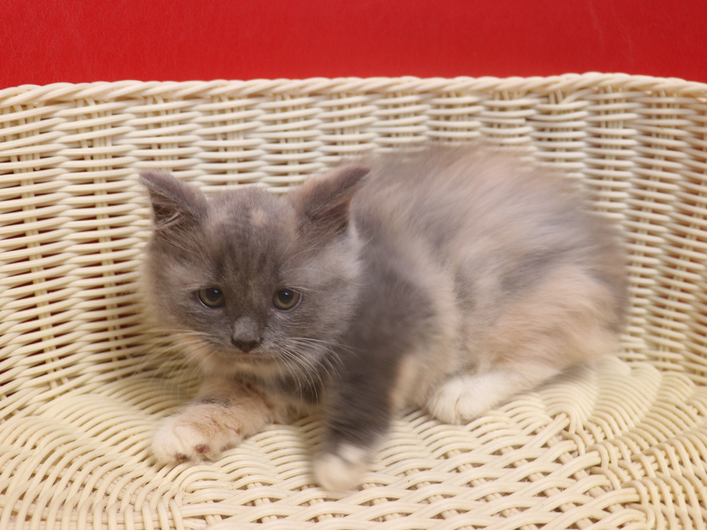スコティッシュフォールドの子猫画像
