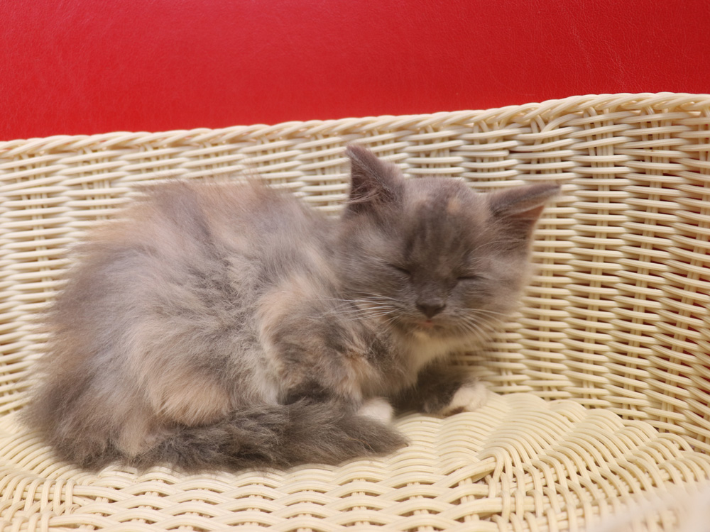 スコティッシュフォールドの子猫画像
