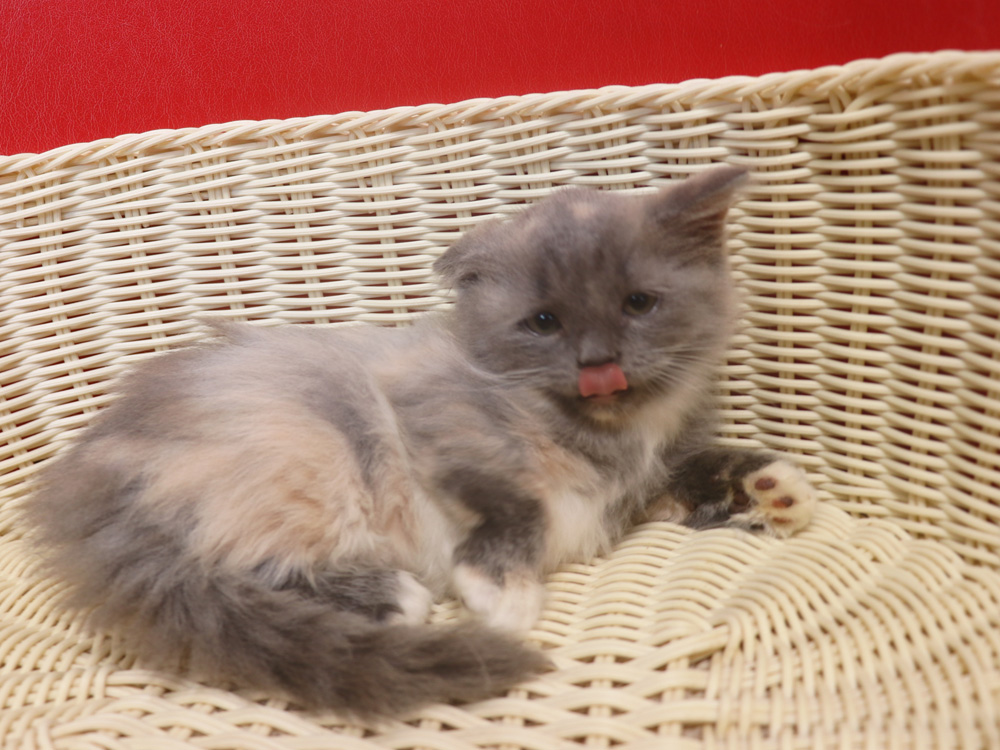 スコティッシュフォールドの子猫画像