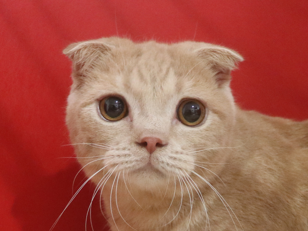 スコティッシュフォールドの子猫画像