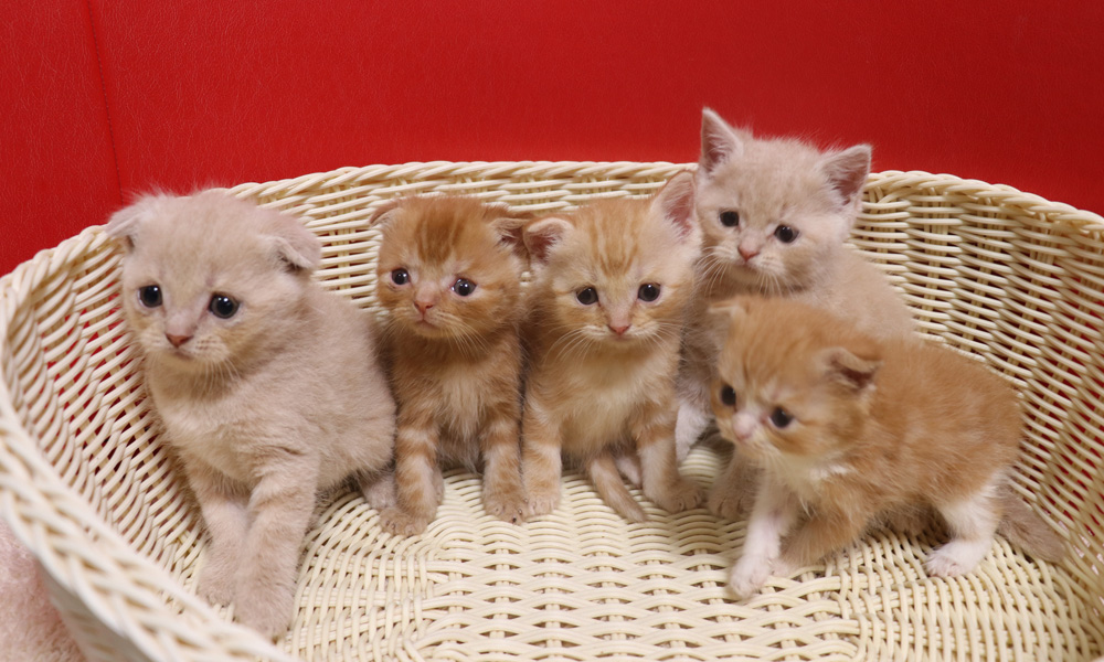 スコティッシュフォールドの子猫画像