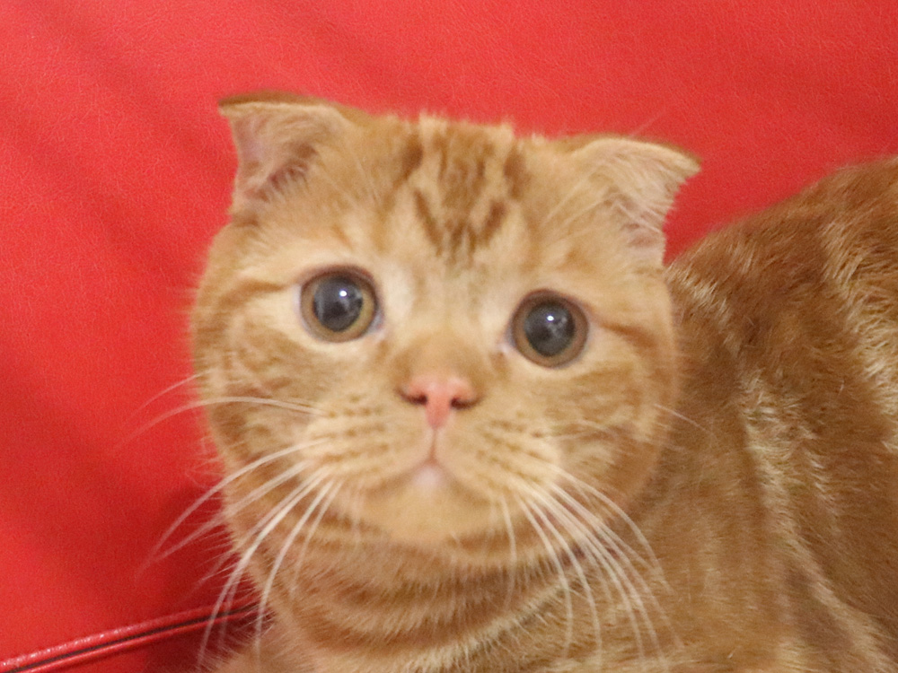 スコティッシュフォールドの子猫画像