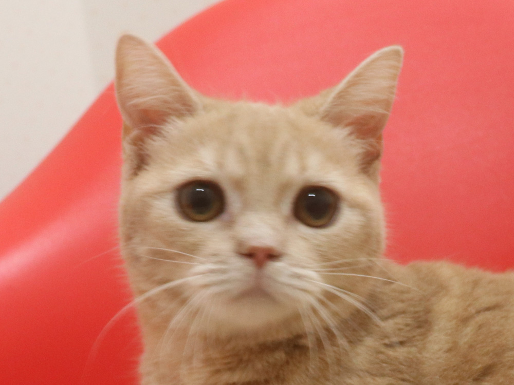 スコティッシュフォールドの子猫画像