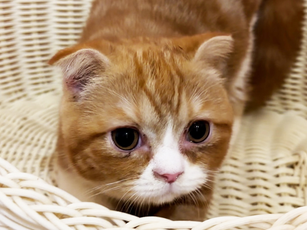 スコティッシュフォールドの子猫画像