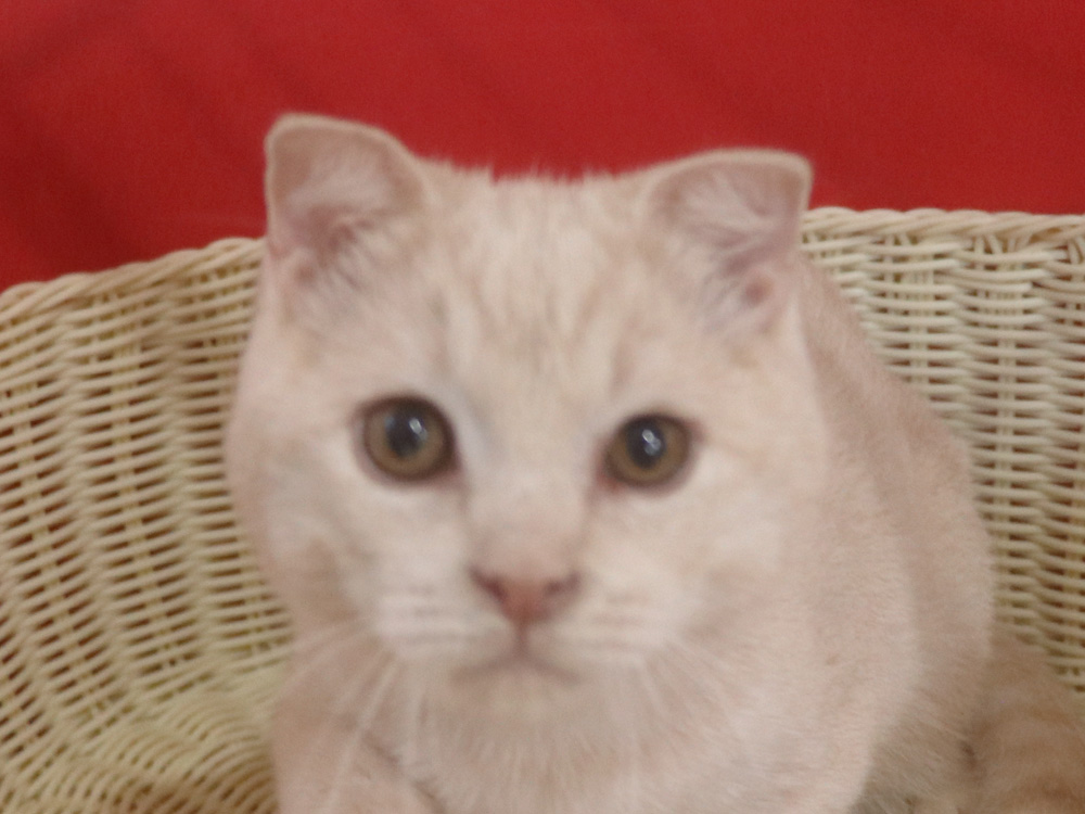 スコティッシュフォールドの子猫画像