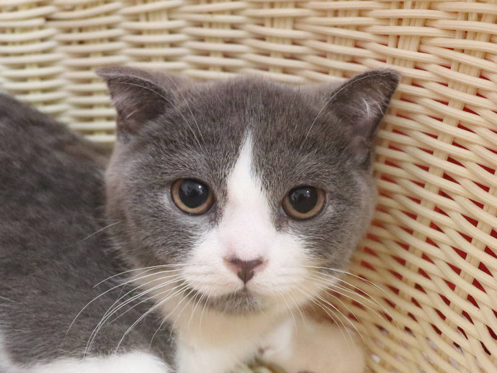 スコティッシュフォールドの子猫画像