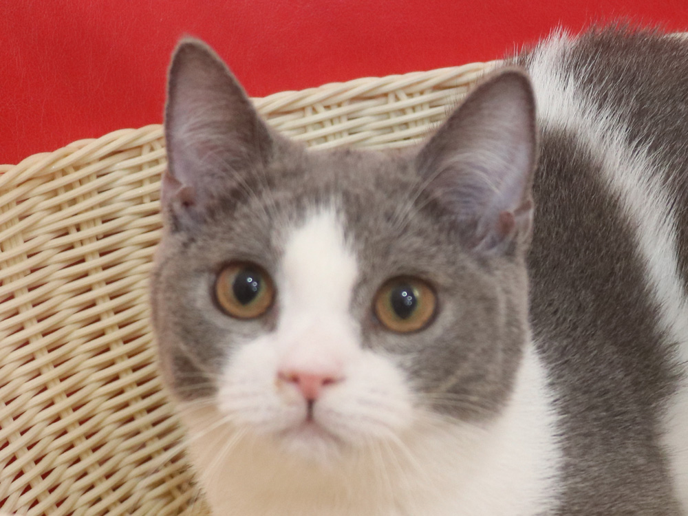 スコティッシュフォールドの子猫画像