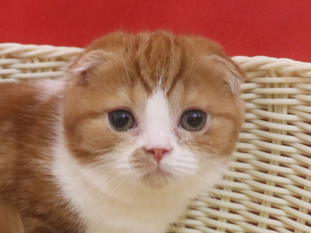 スコティッシュフォールドの子猫画像