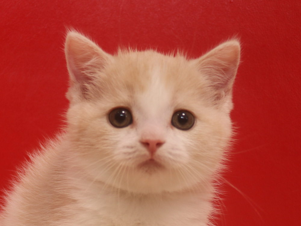 スコティッシュフォールドの子猫画像