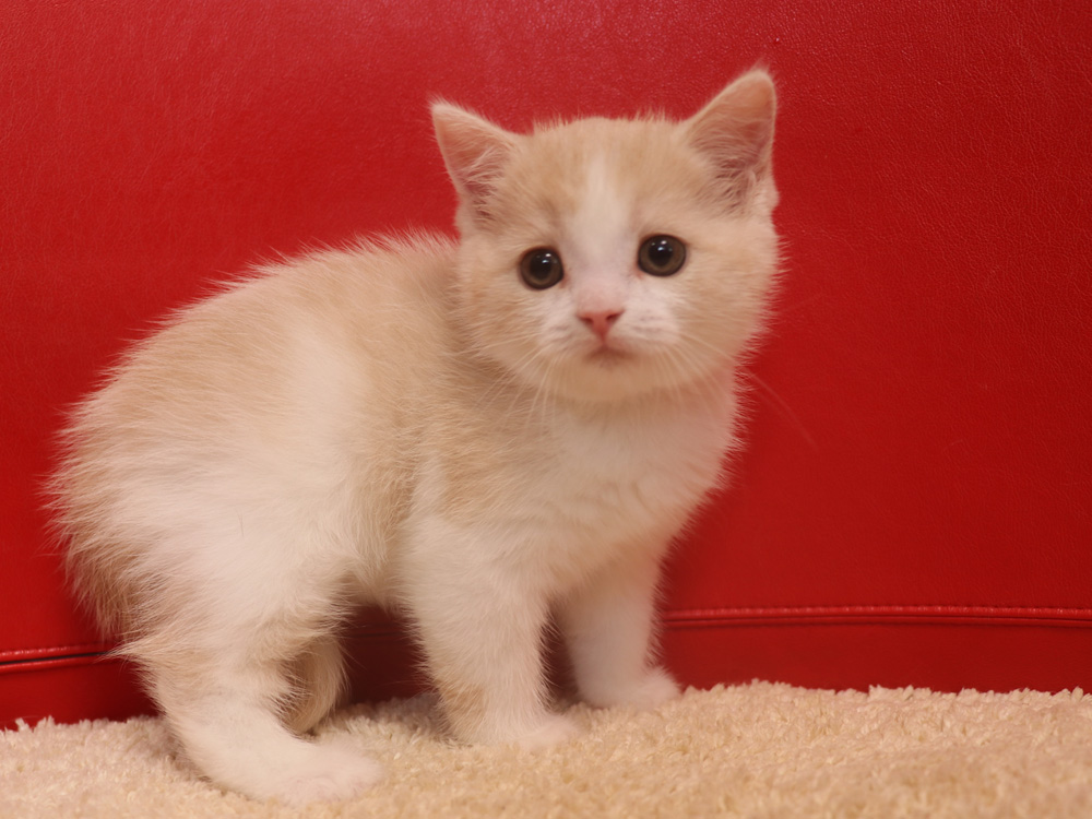 スコティッシュフォールドの子猫画像
