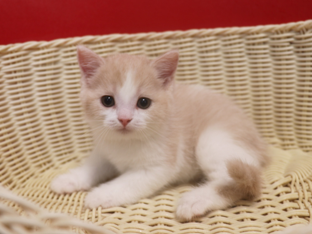 スコティッシュフォールドの子猫画像