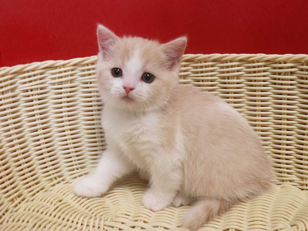 スコティッシュフォールドの子猫画像