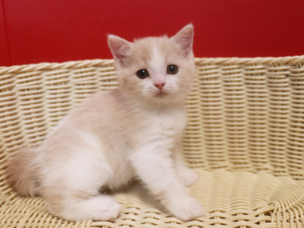 スコティッシュフォールドの子猫画像
