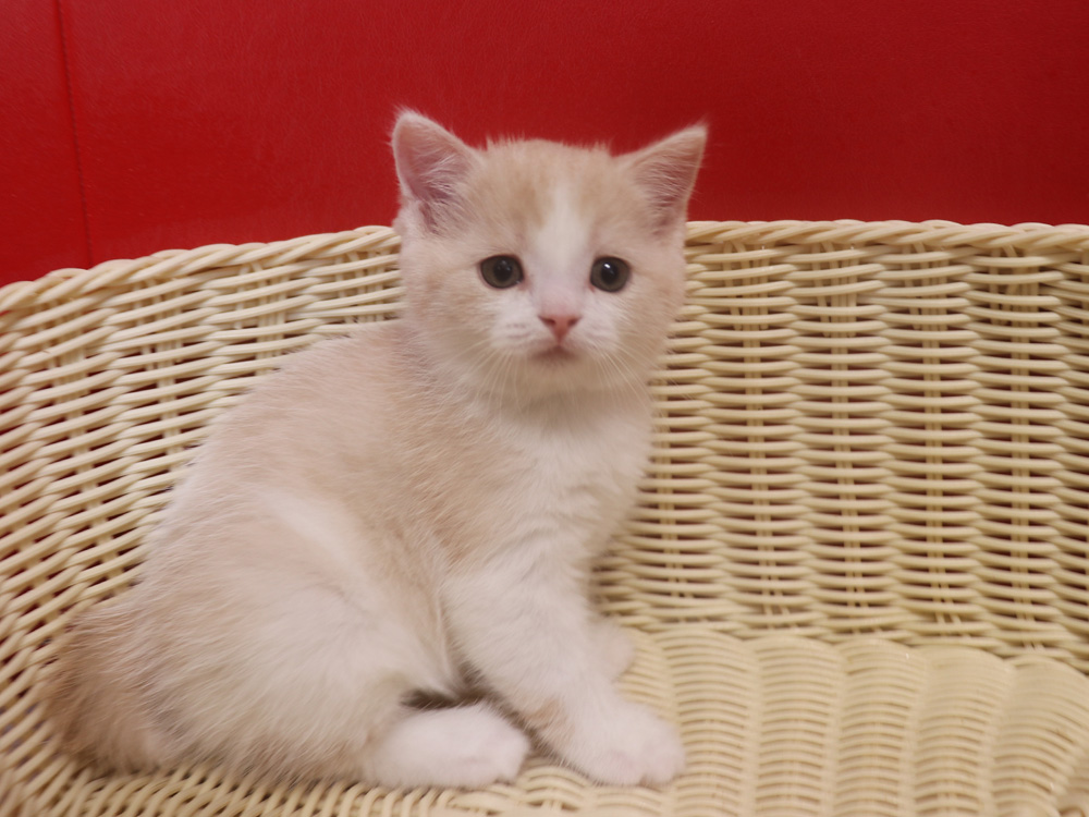 スコティッシュフォールドの子猫画像