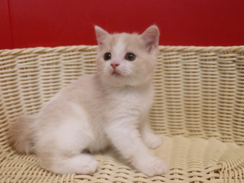 スコティッシュフォールドの子猫画像