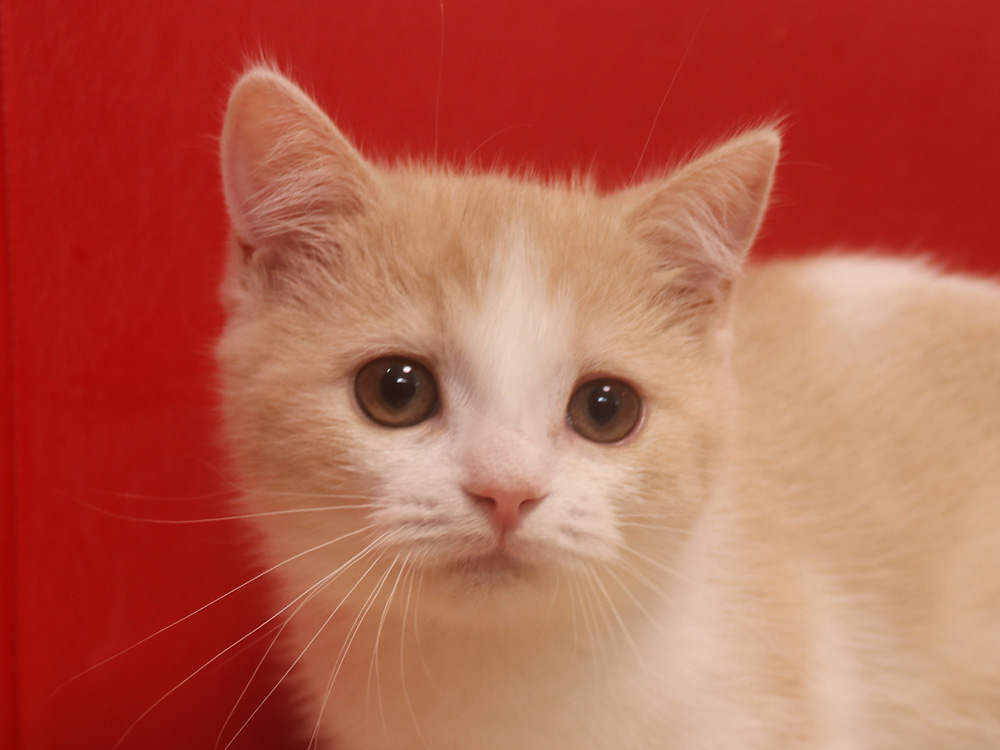 スコティッシュフォールドの子猫画像