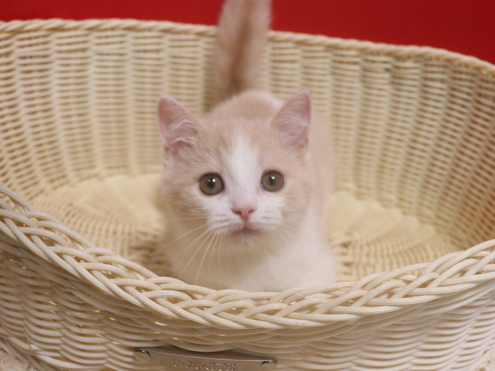 スコティッシュフォールドの子猫画像