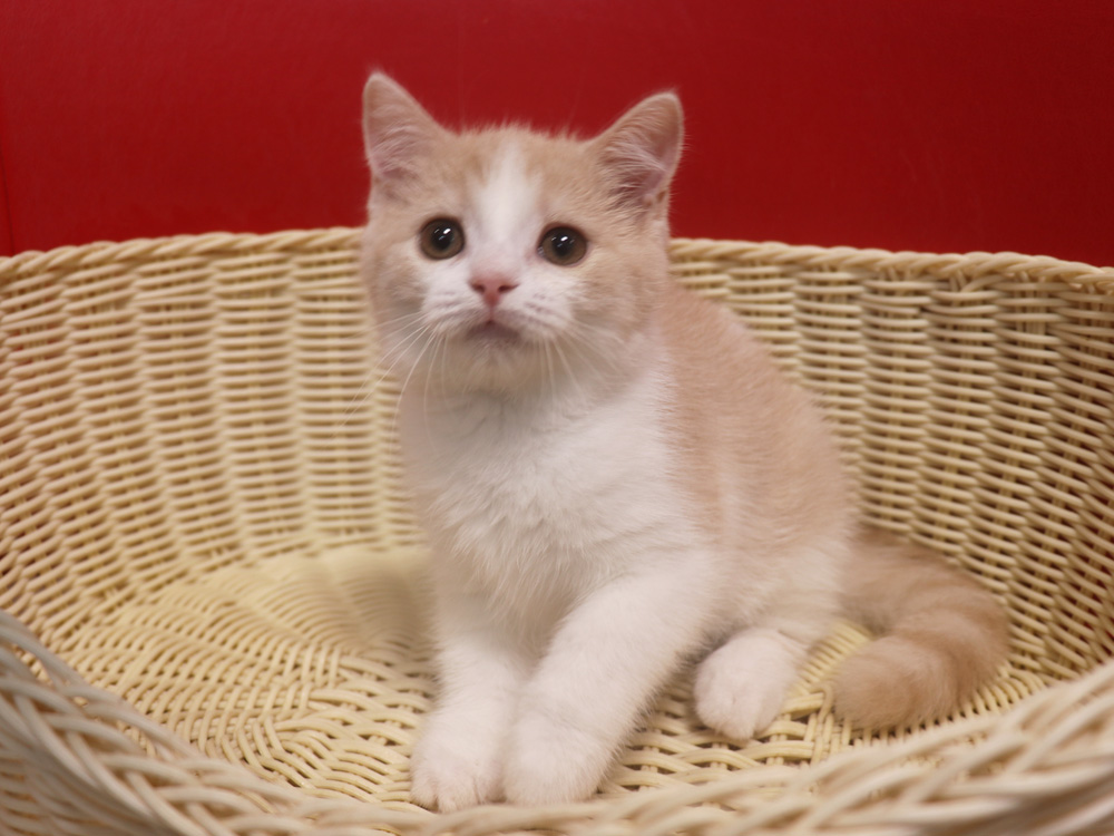スコティッシュフォールドの子猫画像