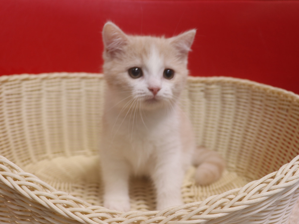 スコティッシュフォールドの子猫画像