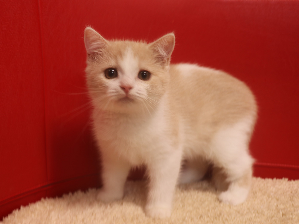 スコティッシュフォールドの子猫画像