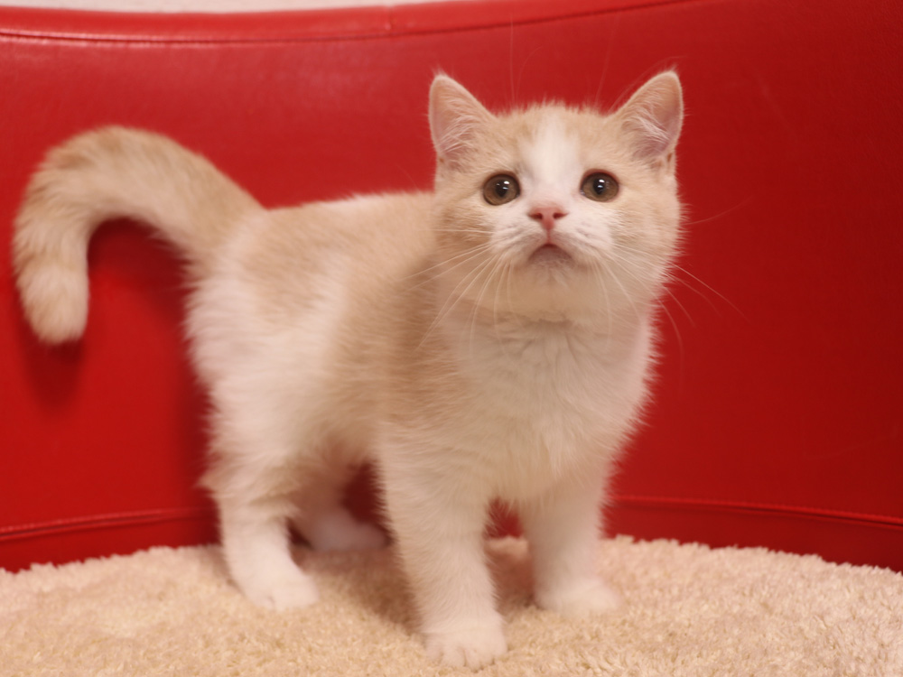 スコティッシュフォールドの子猫画像