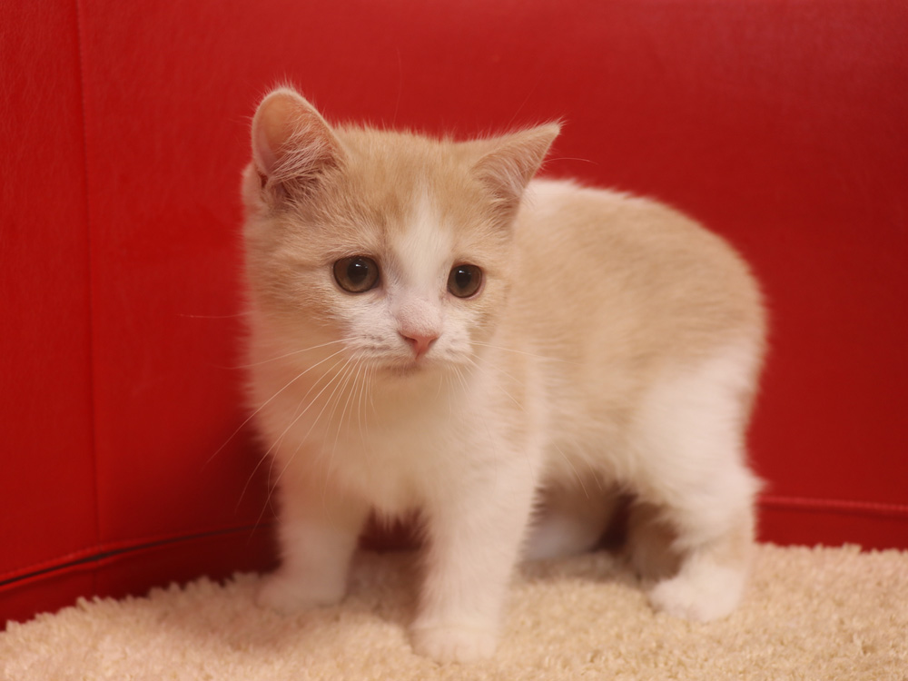 スコティッシュフォールドの子猫画像