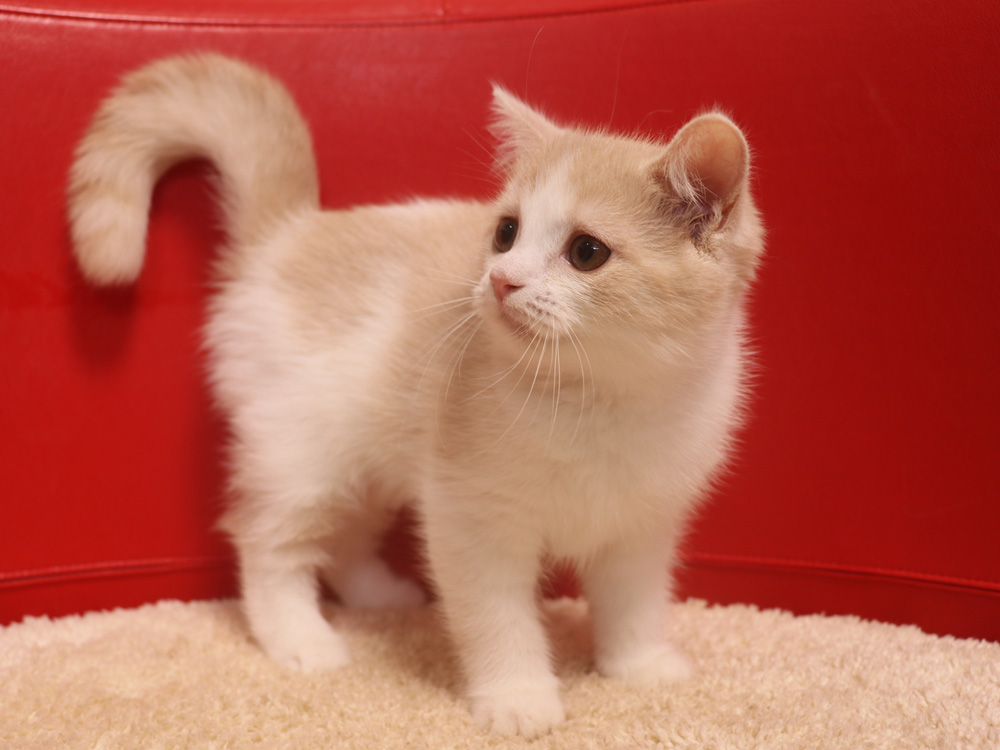スコティッシュフォールドの子猫画像