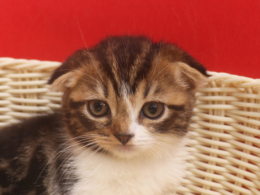 スコティッシュフォールド子猫画像