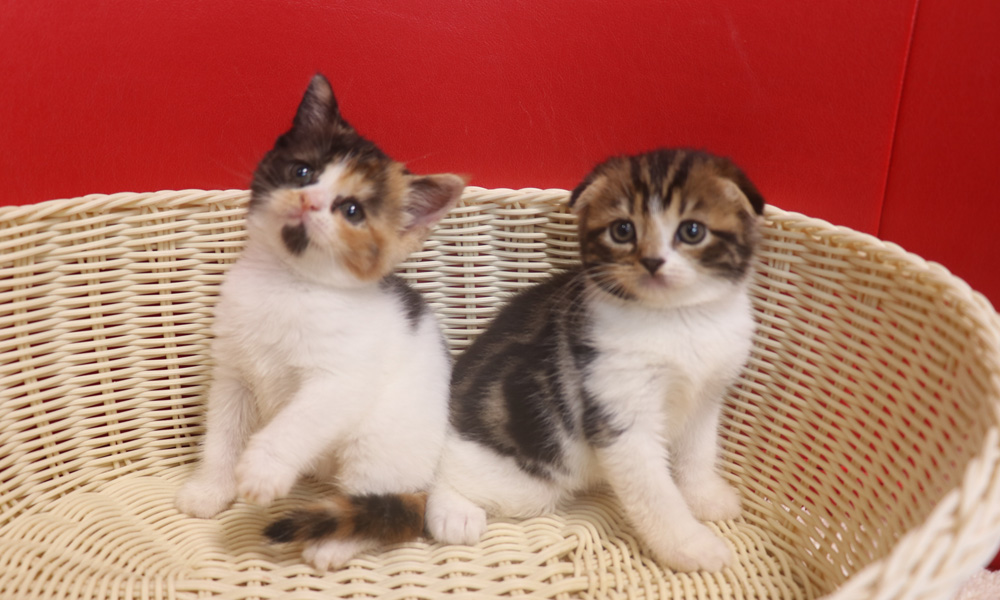 スコティッシュフォールドの子猫画像