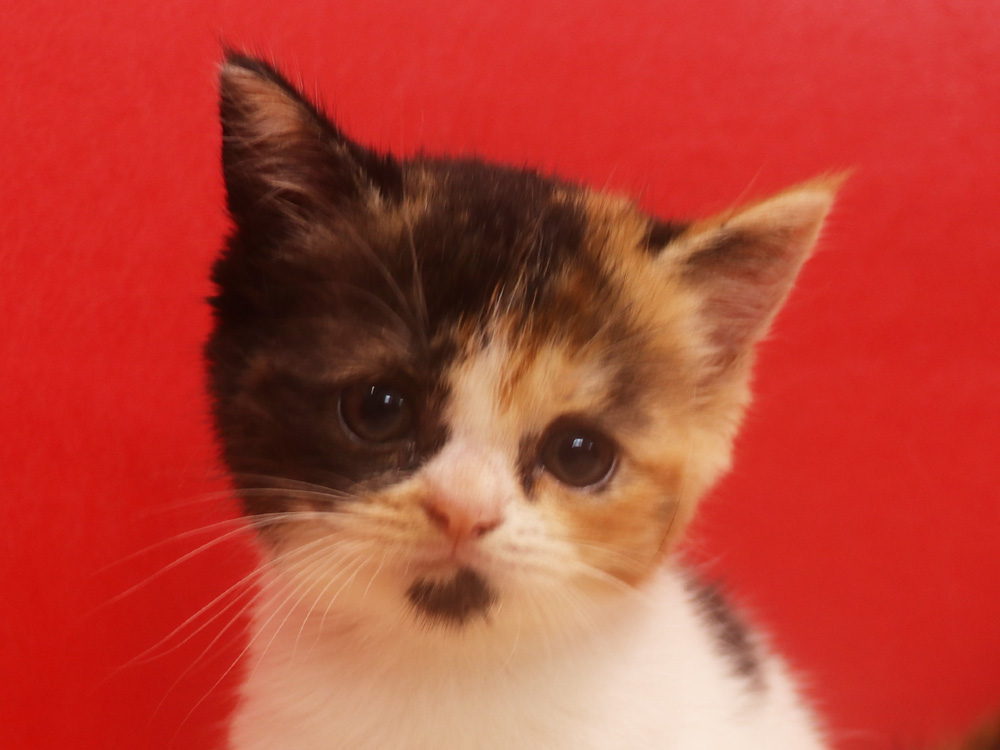 スコティッシュフォールドの子猫画像