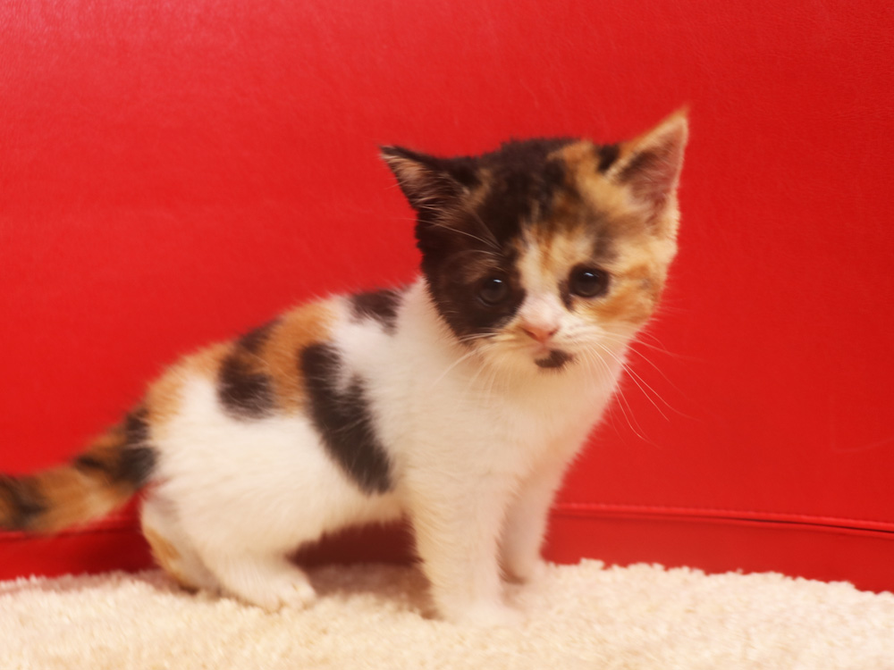 スコティッシュフォールドの子猫画像