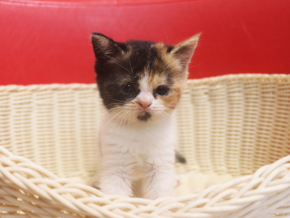 スコティッシュフォールドの子猫画像