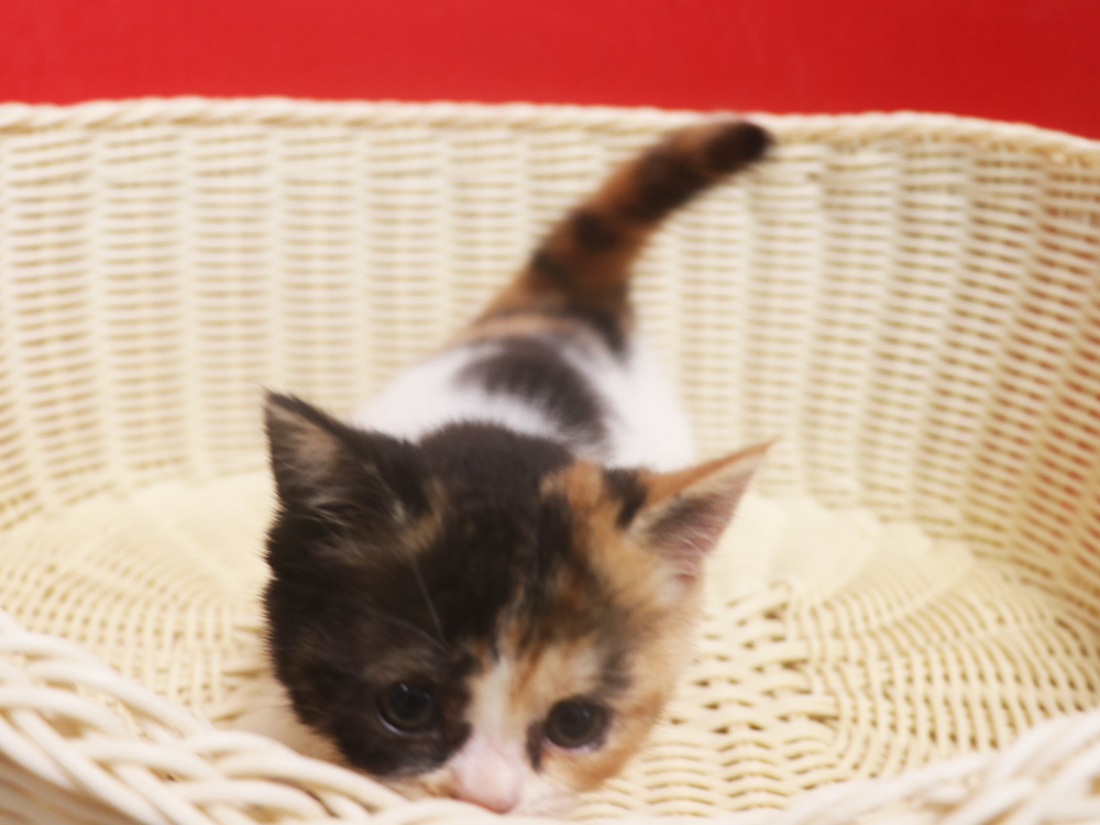 スコティッシュフォールドの子猫画像