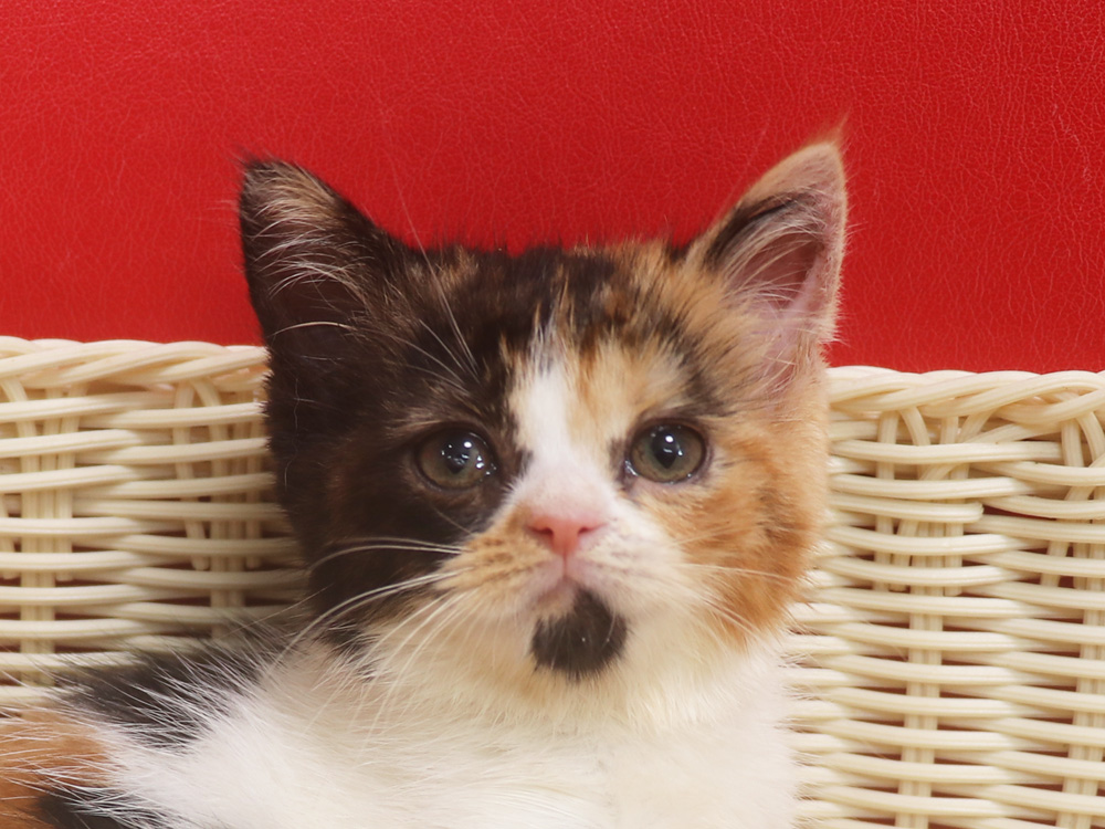 スコティッシュフォールドの子猫画像