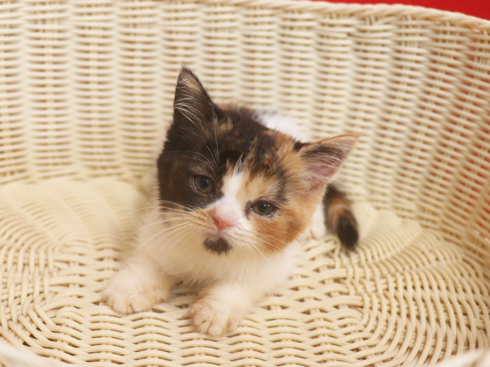 スコティッシュフォールドの子猫画像