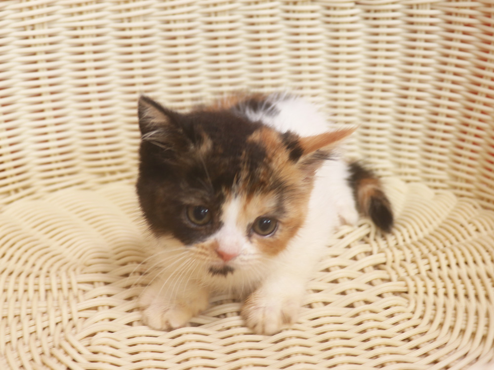 スコティッシュフォールドの子猫画像