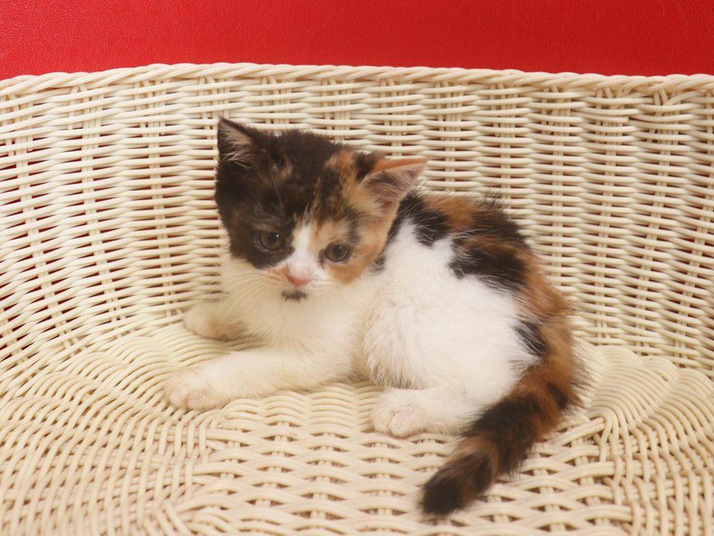 スコティッシュフォールドの子猫画像