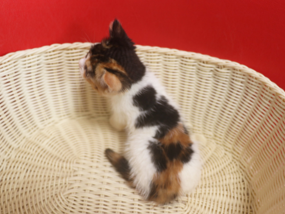 スコティッシュフォールドの子猫画像