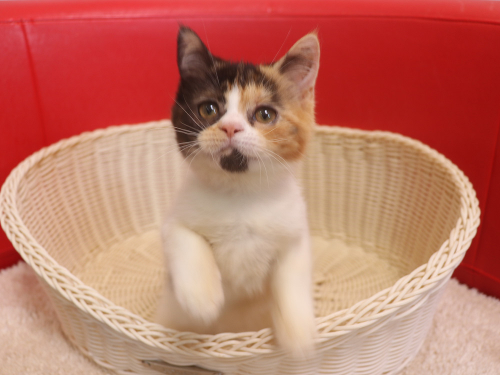 スコティッシュフォールドの子猫画像
