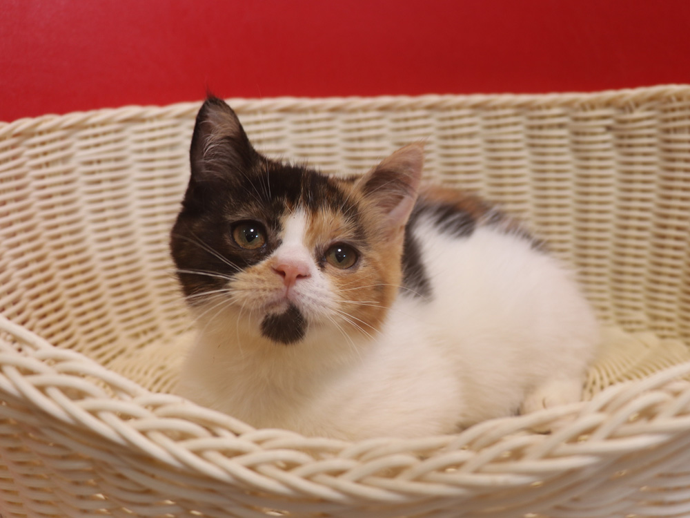 スコティッシュフォールドの子猫画像