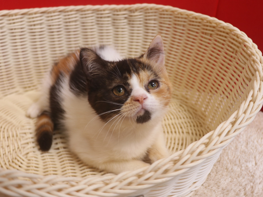 スコティッシュフォールドの子猫画像