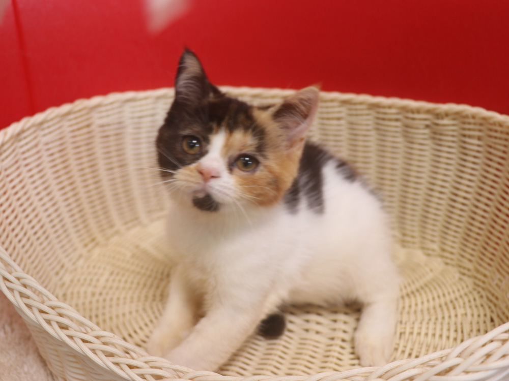 スコティッシュフォールドの子猫画像