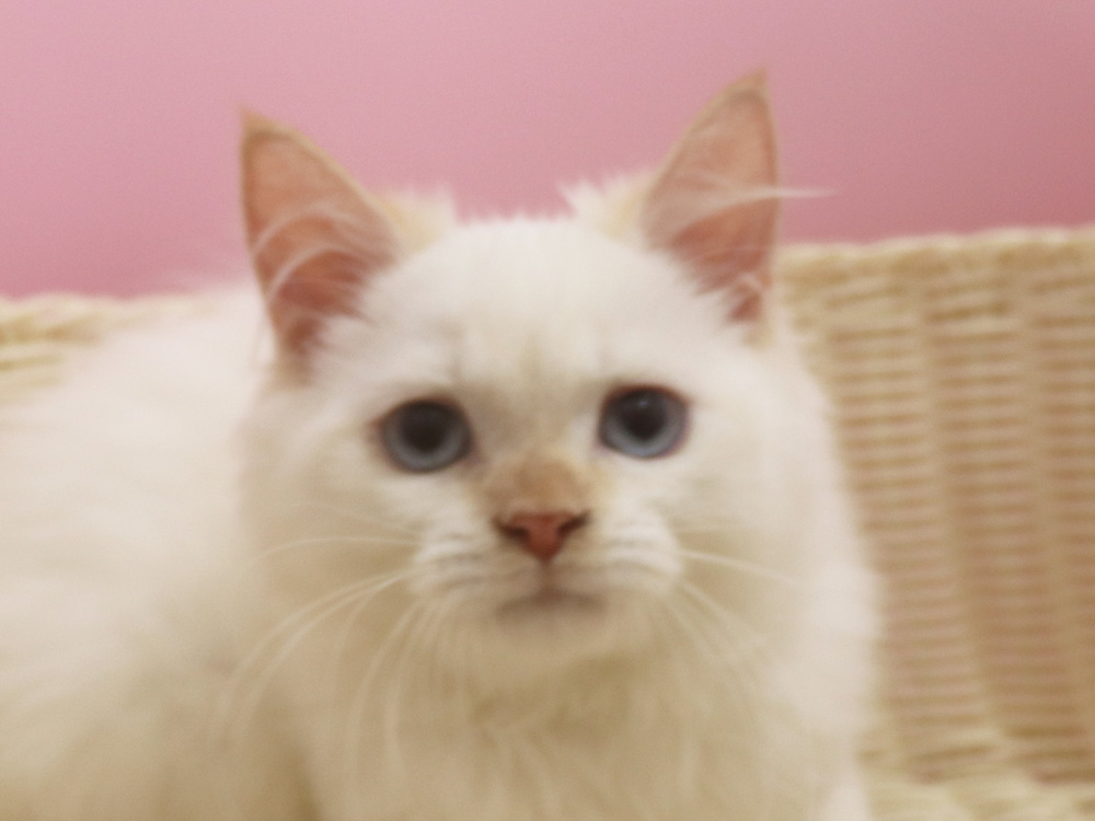 スコティッシュフォールドの子猫画像