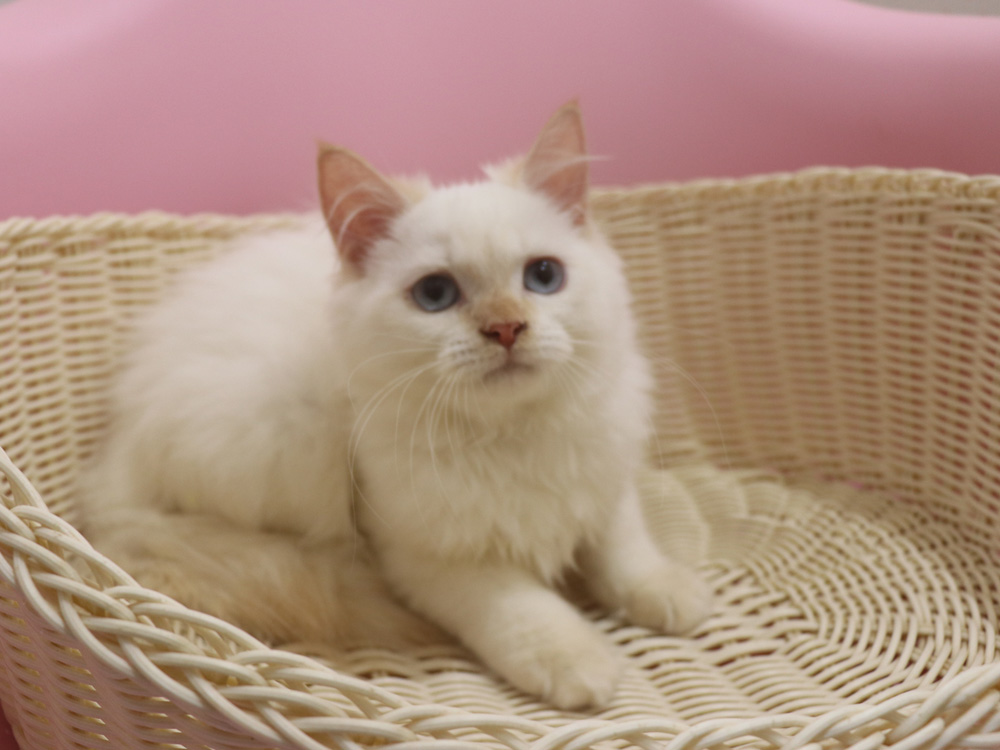 スコティッシュフォールドの子猫画像