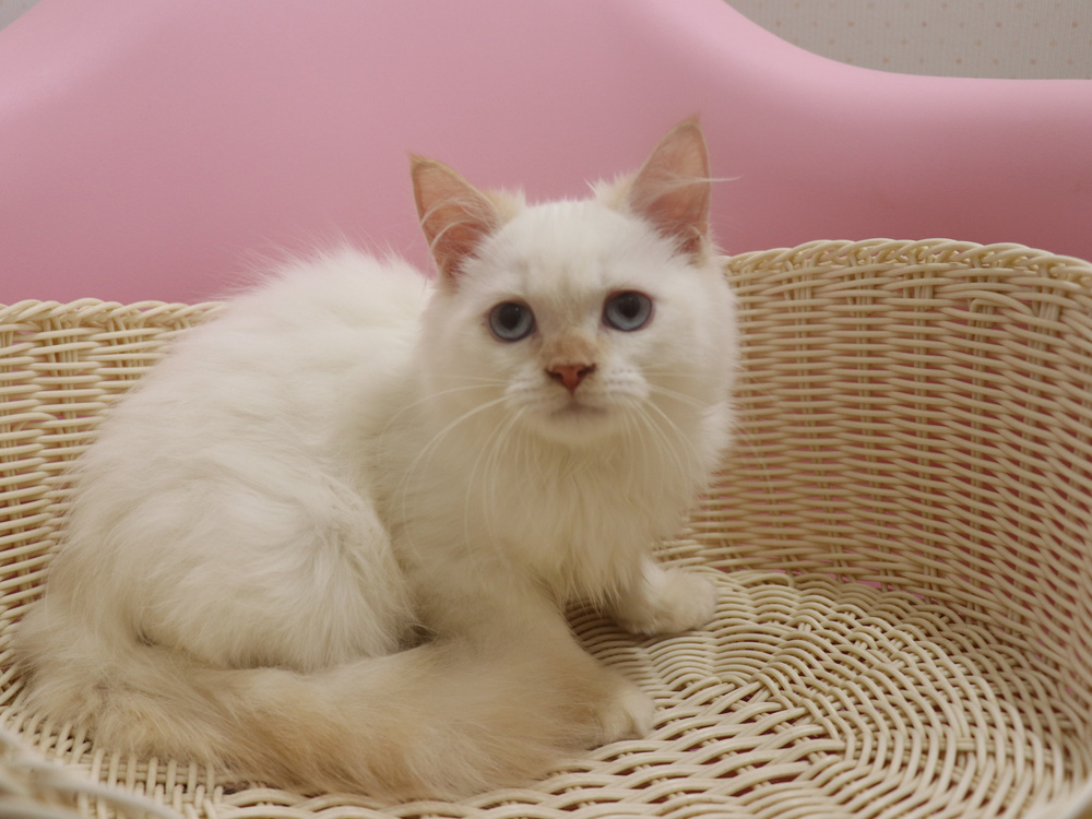 スコティッシュフォールドの子猫画像