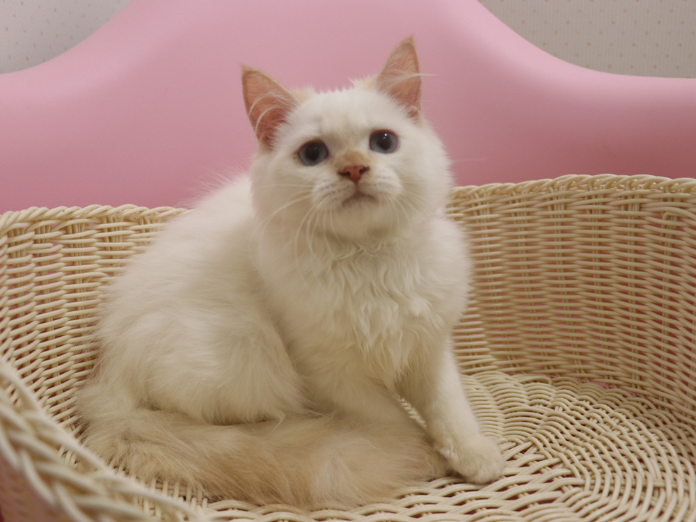 スコティッシュフォールドの子猫画像